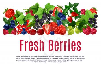 Berries poster or banner template. Fresh vector blackberry or blueberry, black currant and redcurrant, cherry and raspberry harvest. Forest strawberry, gooseberry and briar berry fruits crop