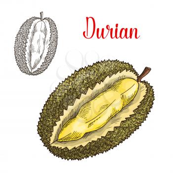 Durian sketch. Vector isolated fruit icon of exotic durio cut or sliced to flesh. Smelly tropical fruit of Thailand or Asia for grocery store, shop and farm market