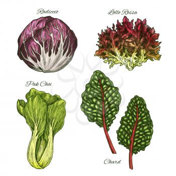 Lettuce salads and vegetables leaves vector sketch icons. Isolated leaf of chard, radicchio or lollo rossa and pak choi. Vegetarian cuisine ingredients and condiments
