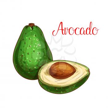 Avocado sketch. Vector isolated fruit icon of exotic cut or sliced to flesh. Dietary tropical asian or mediterranean fruit of for grocery store, shop and farm market or product label