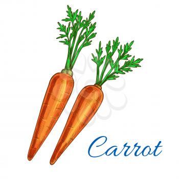 Carrot sketch. Vegetable isolated icon sketch. Carrot tuber with green haulm leaves. Vegetarian and vegan cuisine vegetable object for grocery store, farmer market design