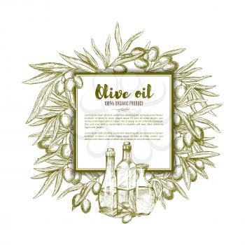 Olive oil poster of vector sketch olive-tree branches and green or black olives fruits, extra virgin oil bottles, glass pitchers or jugs. Frame design for organic products farm market or store