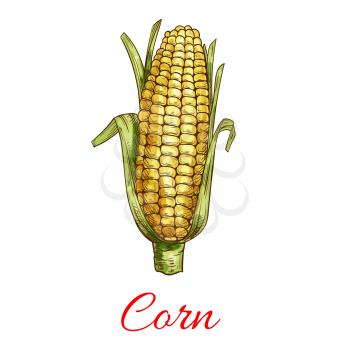 Corn vegetable icon. Vector isolated sketch corn ear with leaves. Vegetarian and vegan cuisine vegetable and agriculture ripe harvest. Sweet corn maize object for grocery store, farmer market, packagi
