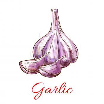 Garlic sketch. Vector vegetable isolated icon. Garlic bulb and cloves. Vegetarian and vegan cuisine vegetable spice or pungent condiment object for grocery store, farmer market design