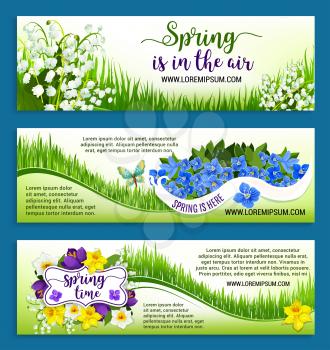 Hello Spring banners for springtime holidays. Vector Spring in Air greeting design of flowers bunches or wreath bouquets with crocuses, forget-me-nots, narcissus or snowdrops and lily in grass and but