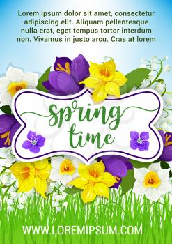 Spring time poster of springtime daffodils or crocuses flowers bouquet, narcissus or lily of valley floral bunch for spring holidays vector design or greetings