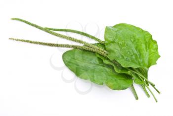 Herbal medicine:Plantain leafs
