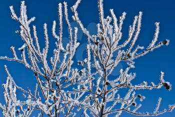 Royalty Free Photo of a Frozen Branch