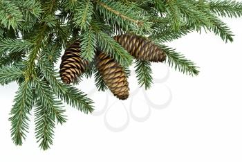 Royalty Free Photo of a Fir Tree Branch With Cones