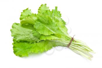 Fresh green lettuce salad 