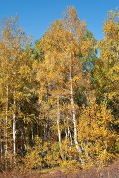 Royalty Free Photo of an Autumn Birch