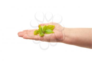 Royalty Free Photo of a Green Sprout in Hand