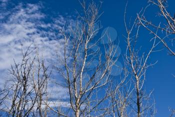 Royalty Free Photo of a Dead Tree Background