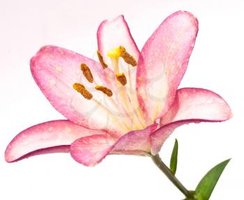 Royalty Free Photo of a Pink Lily