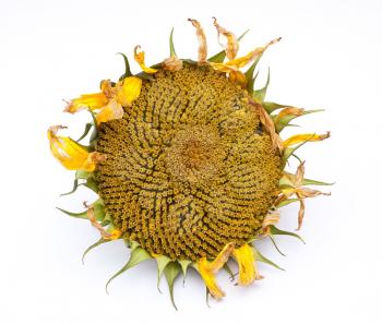 Fresh sunflower 