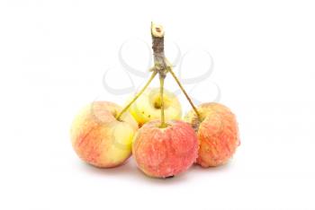Royalty Free Photo of Small Apples