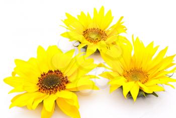Royalty Free Photo of Sunflowers