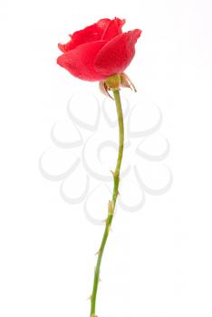 Royalty Free Photo of a Red Rose