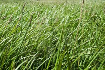 Royalty Free Photo of a Green Grass Background
