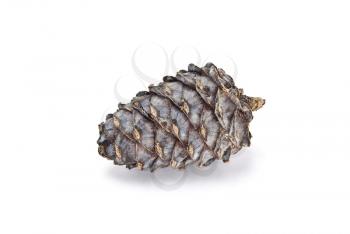 Royalty Free Photo of a Cedar Cone