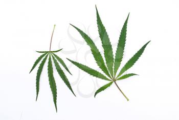 Royalty Free Photo of Cannabis Leafs