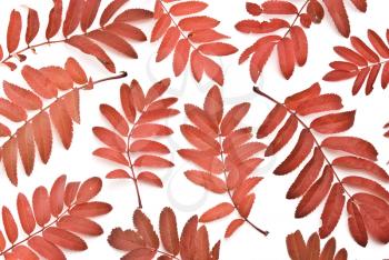 Royalty Free Photo of Red Autumn Leafs