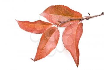 Red autumn rowan-berry leafs. For design 