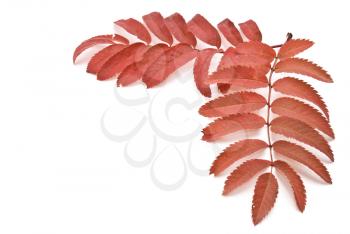 Royalty Free Photo of Red Autumn Rowan-Berry Leafs