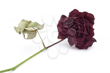 Royalty Free Photo of a Dry Rose