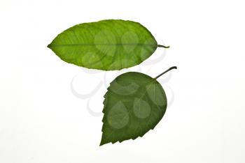 Royalty Free Photo of Green Leafs