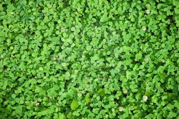 Royalty Free Photo of a Clover Background