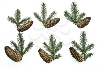 set fir tree branches with cones 