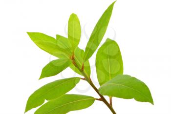 Royalty Free Photo of a Small Laurel Tree