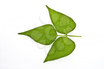 Royalty Free Photo of a Bean Leaf