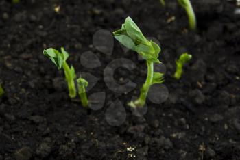 Royalty Free Photo of Pea Seedlings in Soil