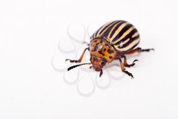 Royalty Free Photo of a Potato Bug
