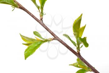 Royalty Free Photo of a Cherry Branch