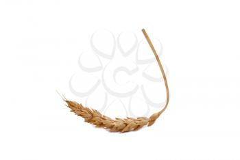 Royalty Free Photo of a Wheat Ear