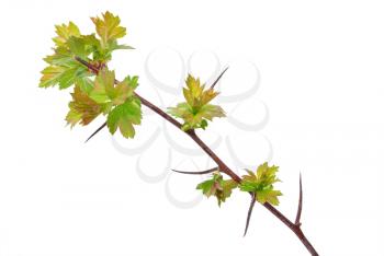 Royalty Free Photo of a Hawthorn Branch