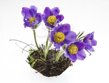 Spring violet flowers in soil. Pulsatilla pratensis 