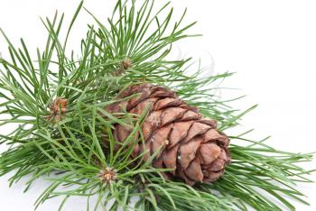 Siberian pine cone with branch 