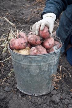 Gathering harvest of potatoes 