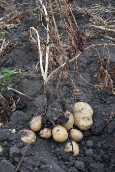 Freshly potatoes 