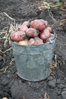 Gathering harvest of potatoes 