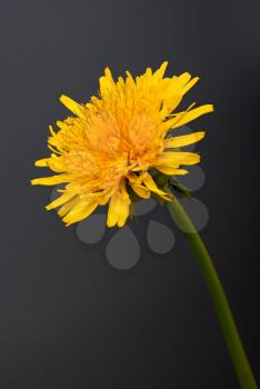 Dandelion (Taraxacum officinale) on black