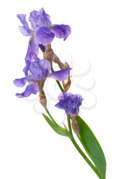 Irises flowers 