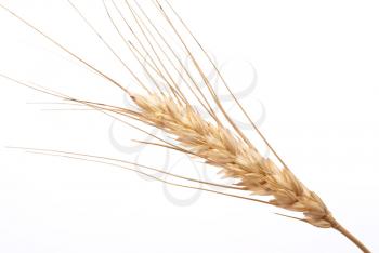 Wheat ear 