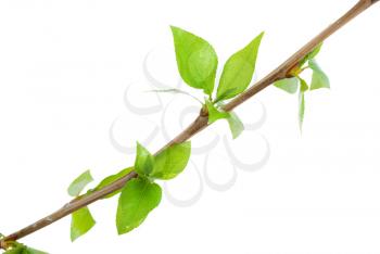 Branch aspen tree with spring buds isolated on white 