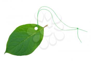 Green leaf tag 