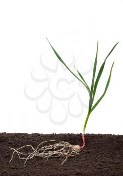 Garlic in the soil